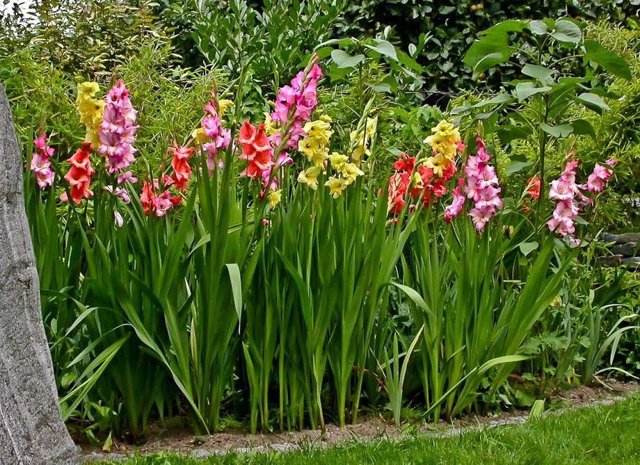 "OMAS" GLADIOLENBEET ...