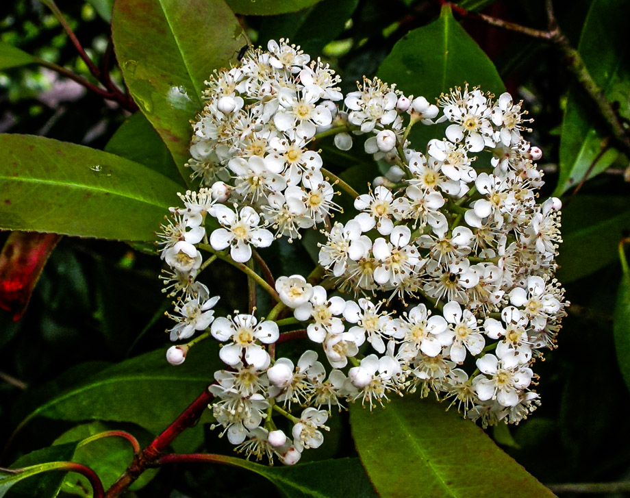 GLANZMISPEL-BLÜTE