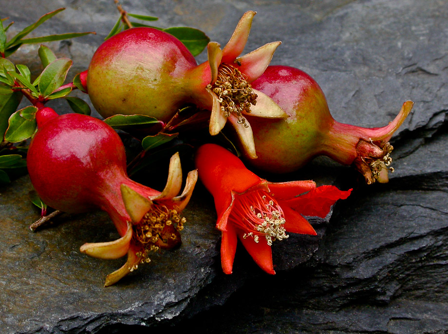 GRANATÄPFEL und eine BLÜTE