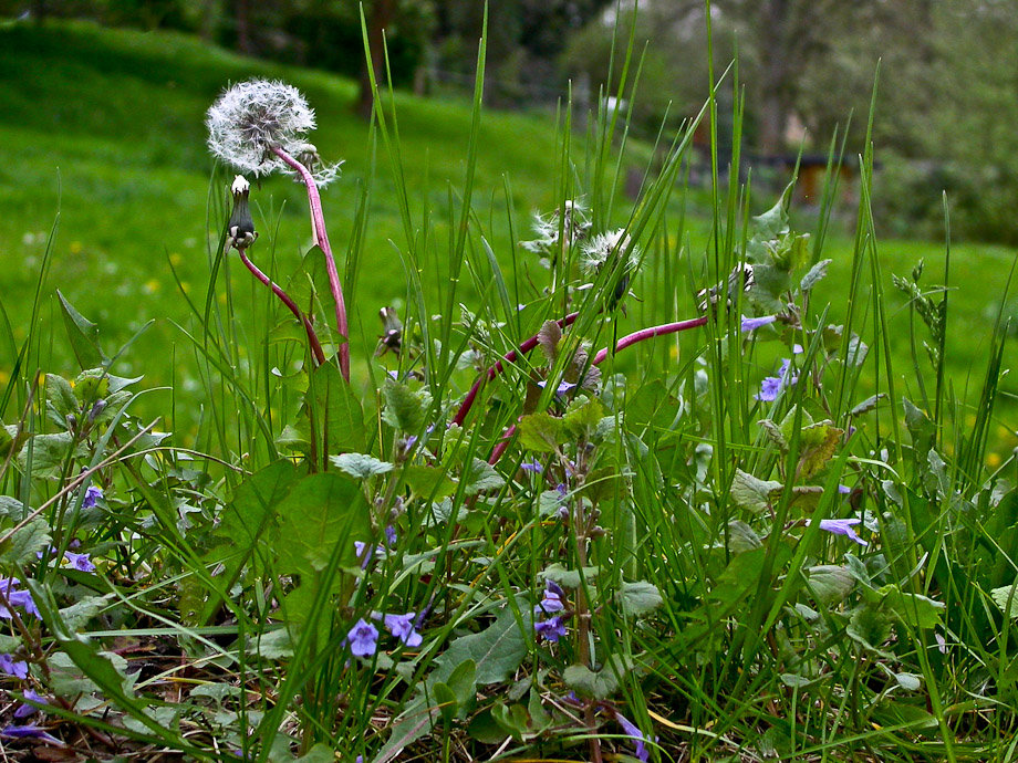 AM WEGESRAND IM FRÜHLING