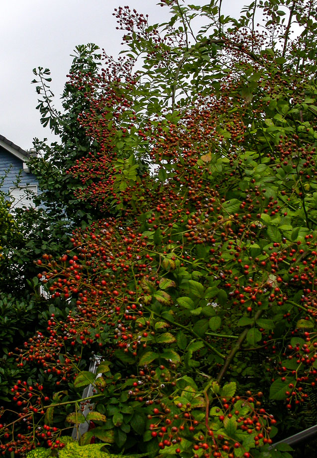 HERBST-BOTEN