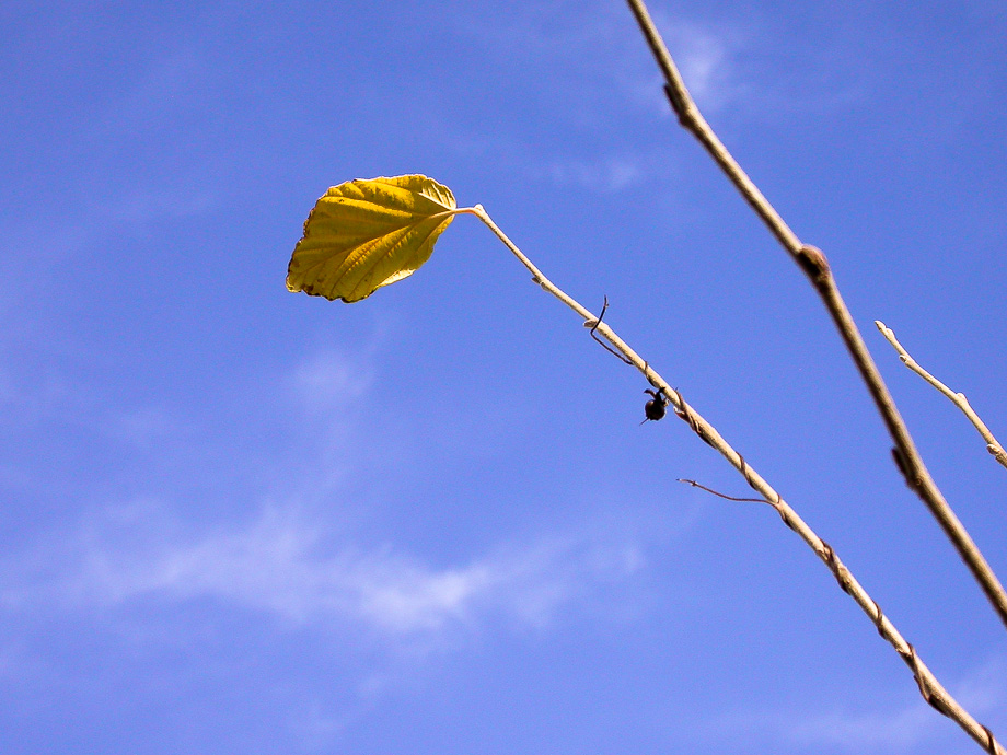 HAMAMELIS-BLATT