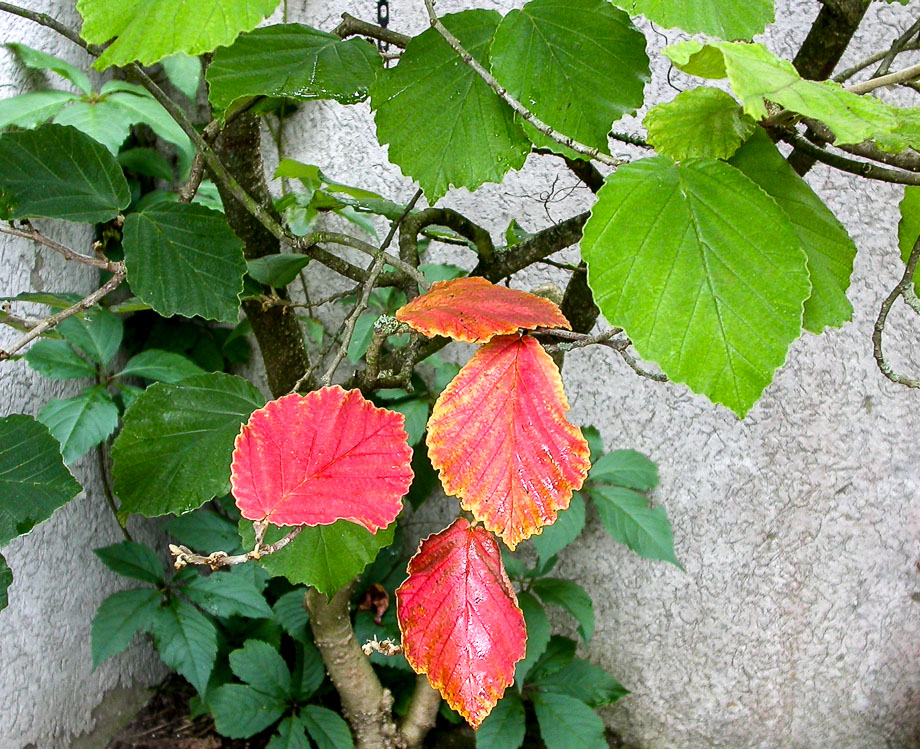 HERBSTBOTEN