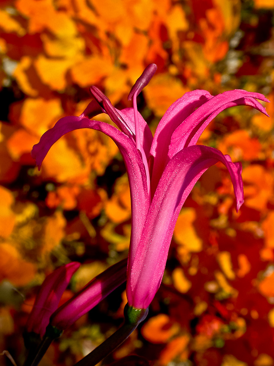 HERBSTFARBEN