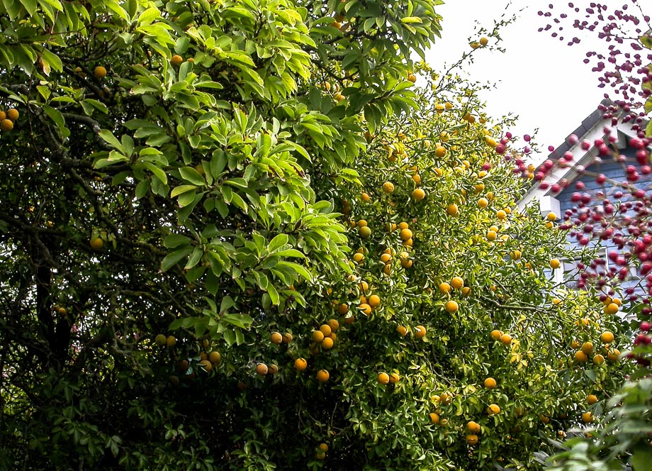 BUNTER HERBST