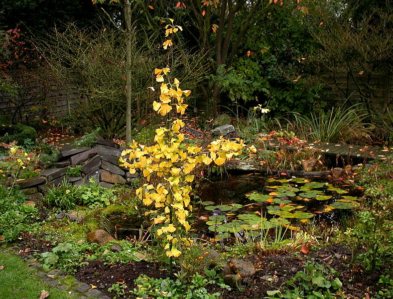 GINKGO VOR HERBSTTEICH