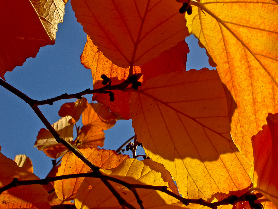 HERBSTLICHT