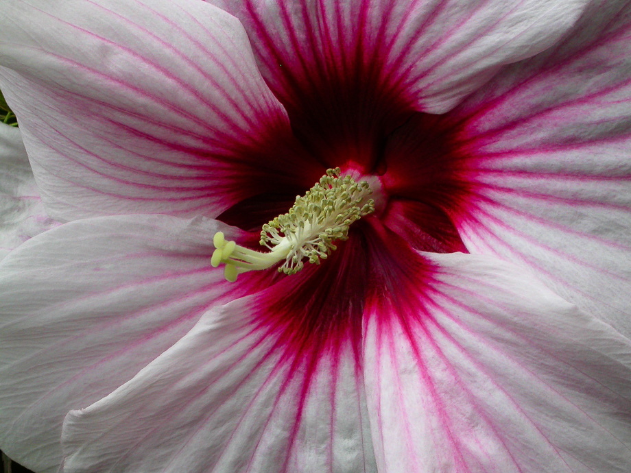 RIESENBLÜTE