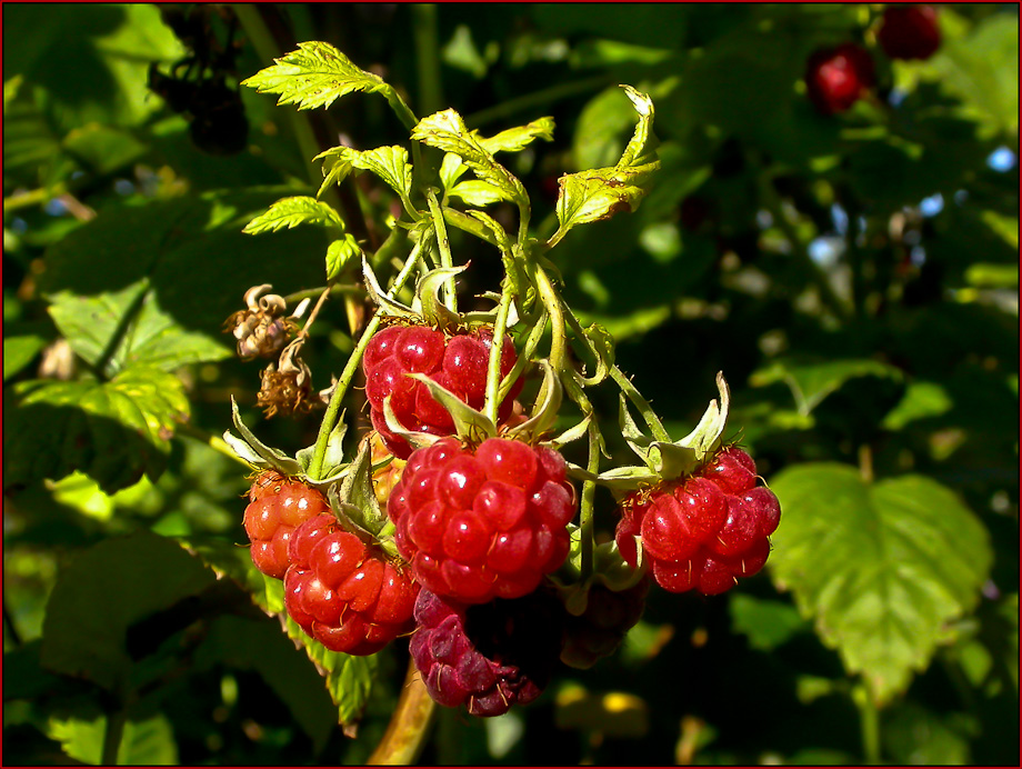 HIMBEEREN ...