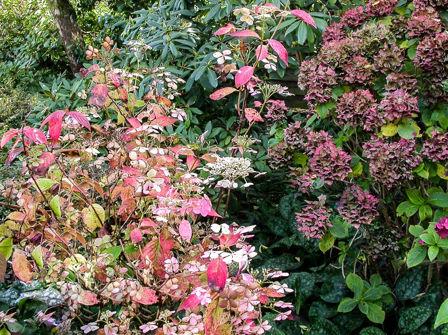 GARTENSPAZIERGANG IM NOVEMBER 7