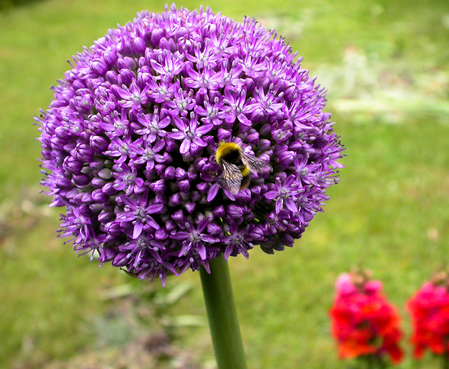 "VIOLETTE KUGEL"