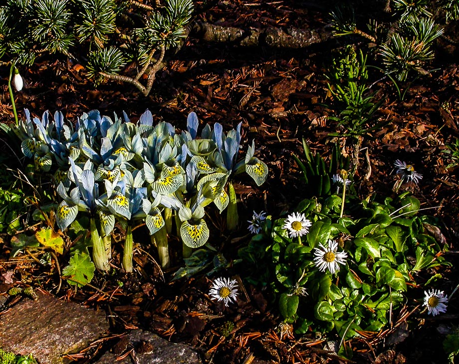 FRÜHLINGSBOTEN AUS DEM RHEINLAND ... 2. Teil ...