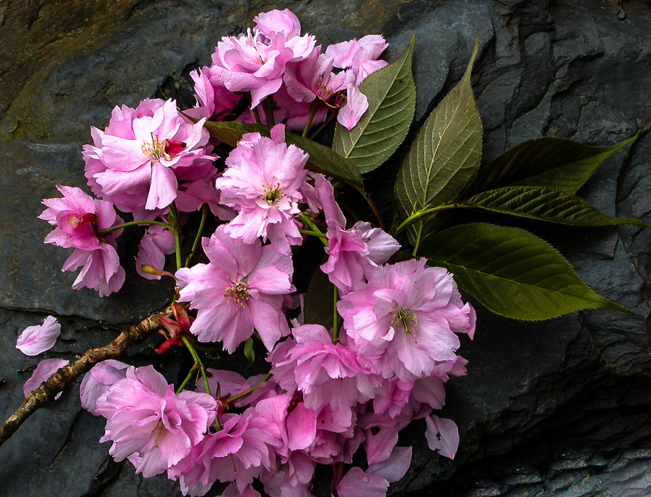 JAPANISCHE ZIERKIRSCHENBLÜTEN