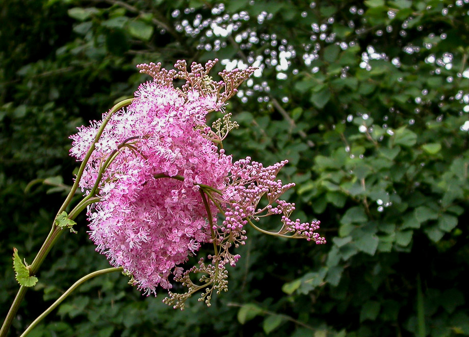 JULIBLÜTEN