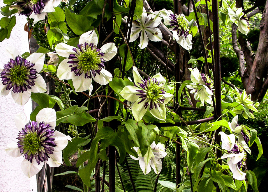 CLEMATIS "VIENNETTA"