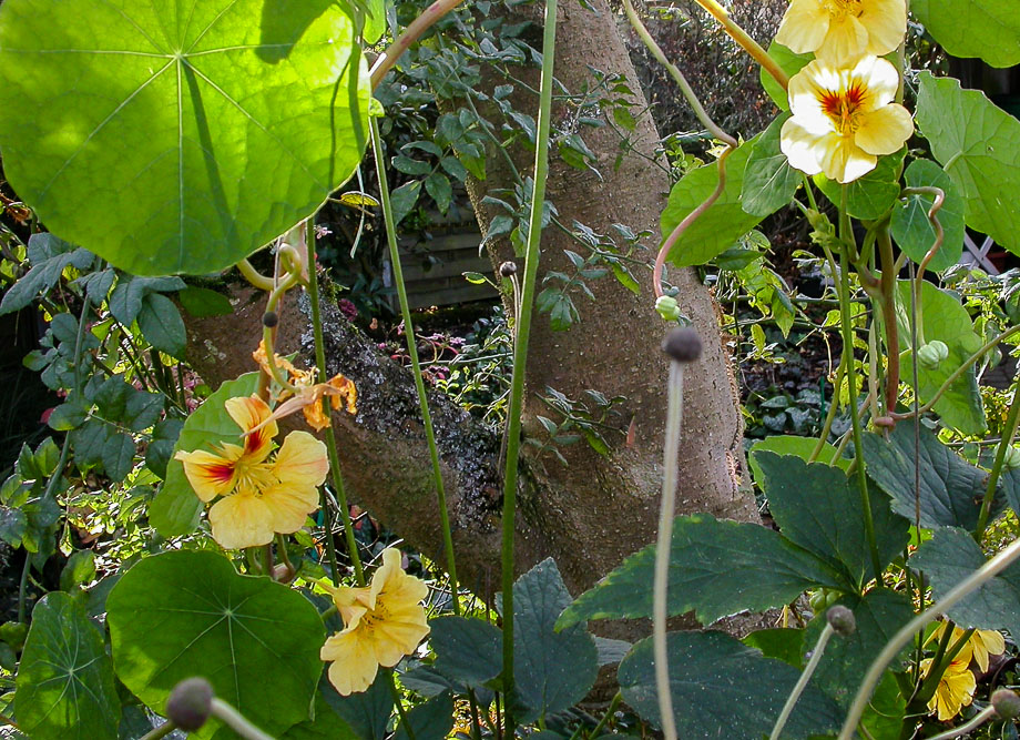 GARTENSPAZIERGANG IM NOVEMBER 8