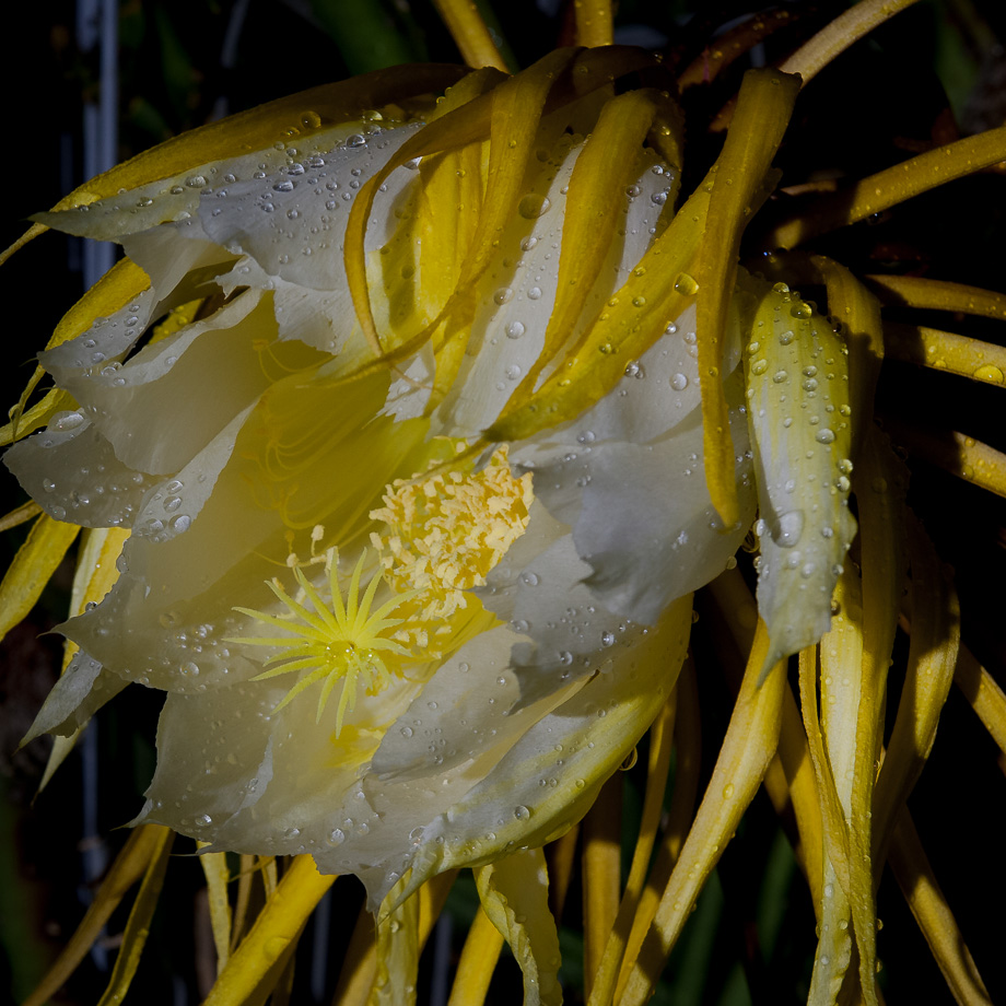 KÖNIGIN IM REGEN