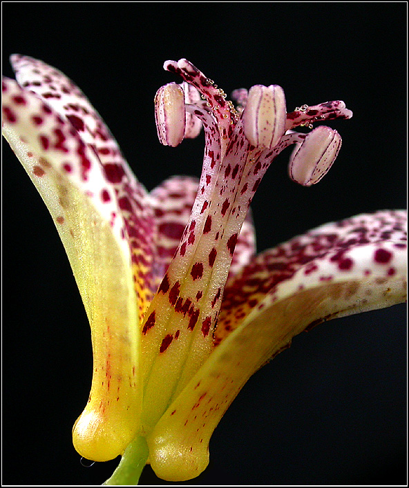 TRICYRTIS 'KOHAKU'