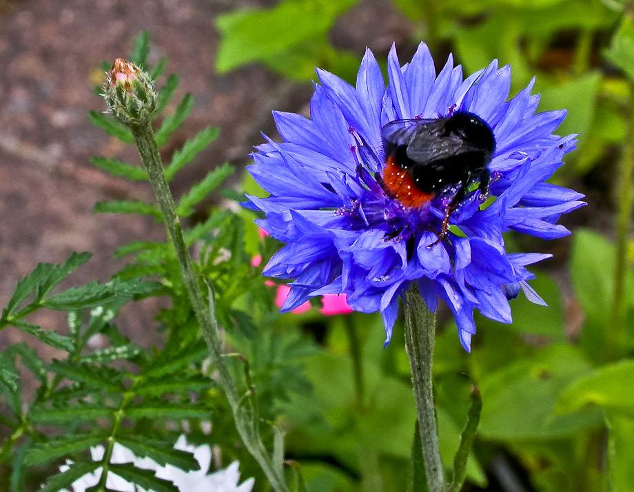 KORNBLUMEN-BESUCH