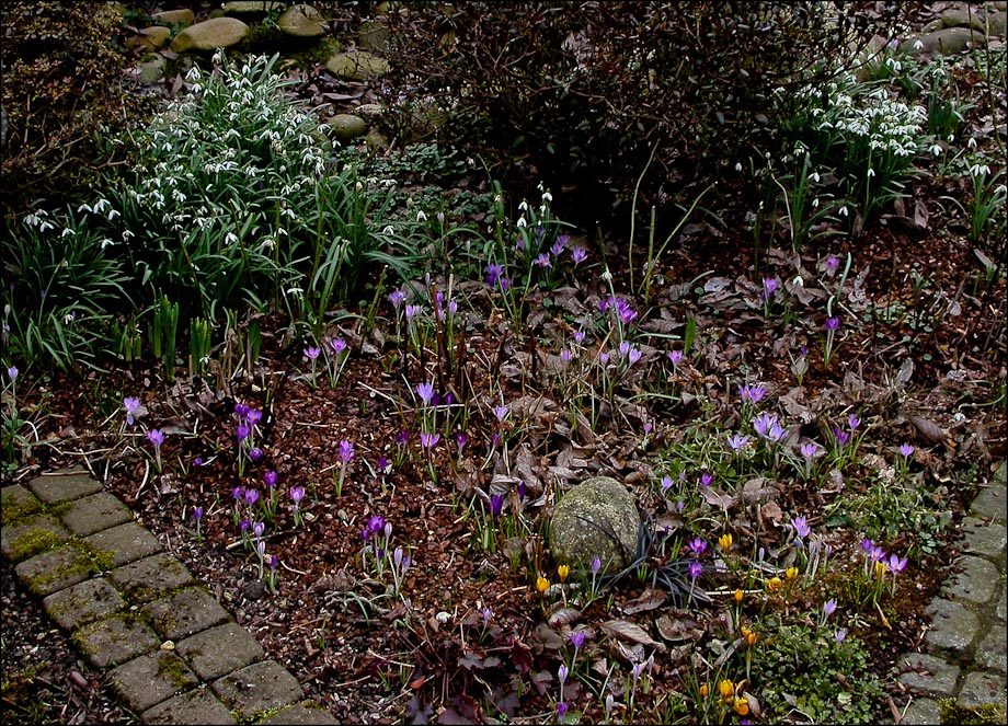 FRÜHLINGSBEET