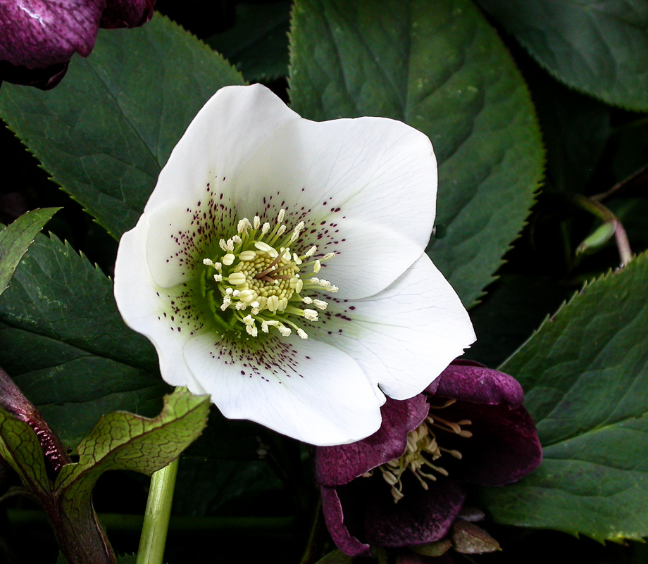 SCHNEEWEISSCHEN UND ROSENROT