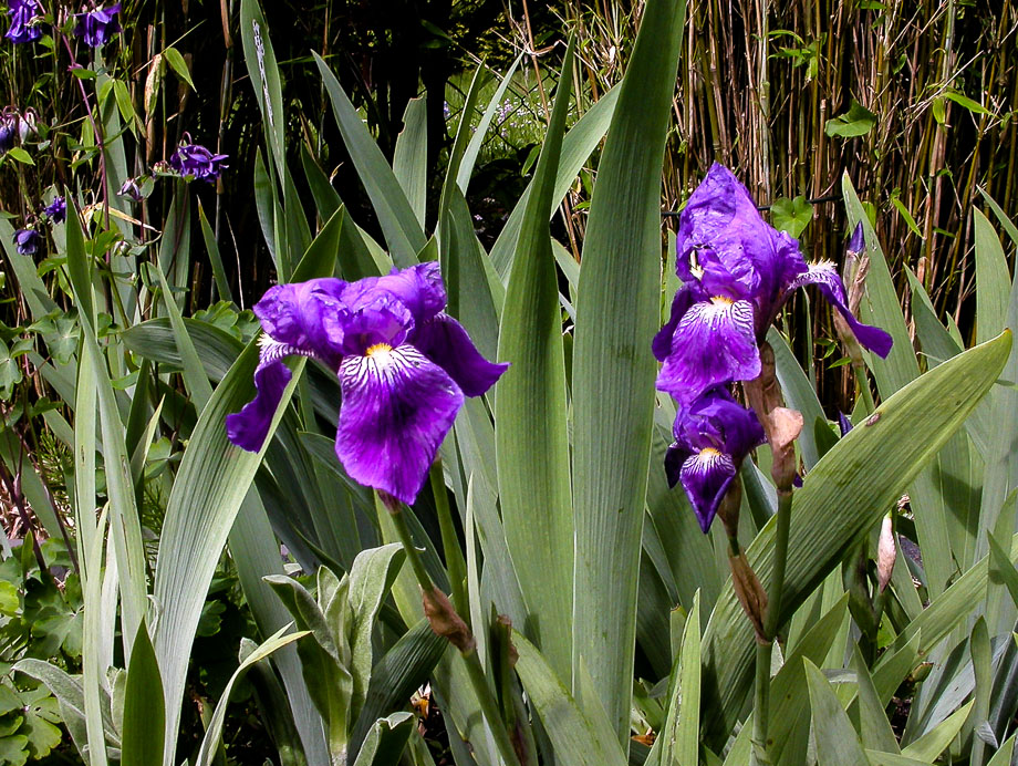 VIOLETT-BLAU MIT WEISS-GELB