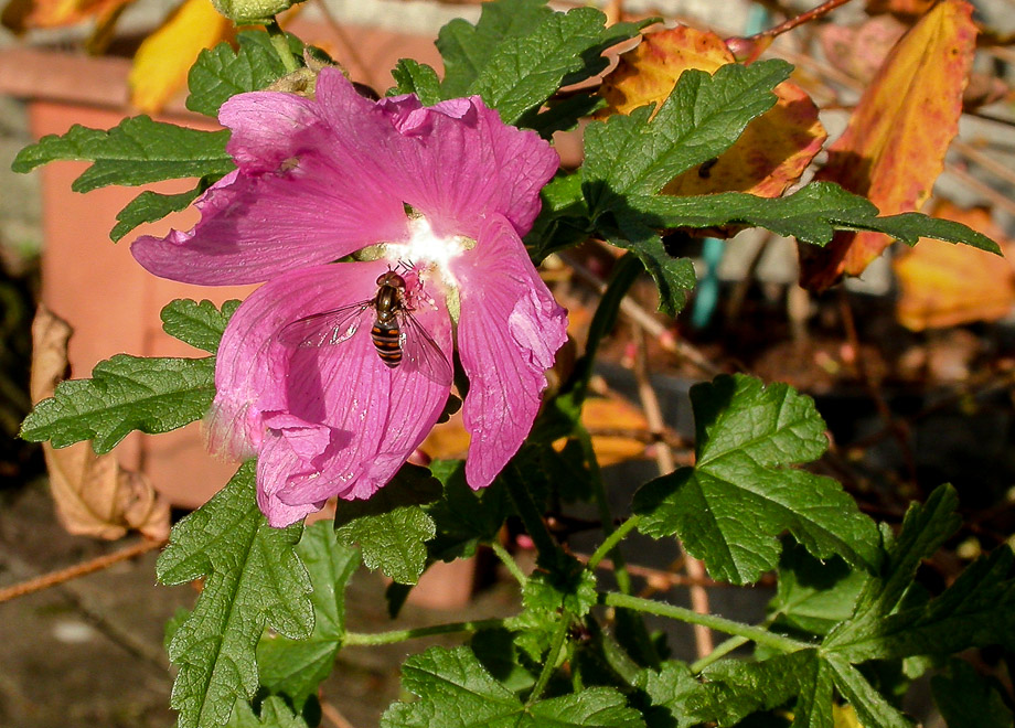 GARTENSPAZIERGANG IM NOVEMBER 4