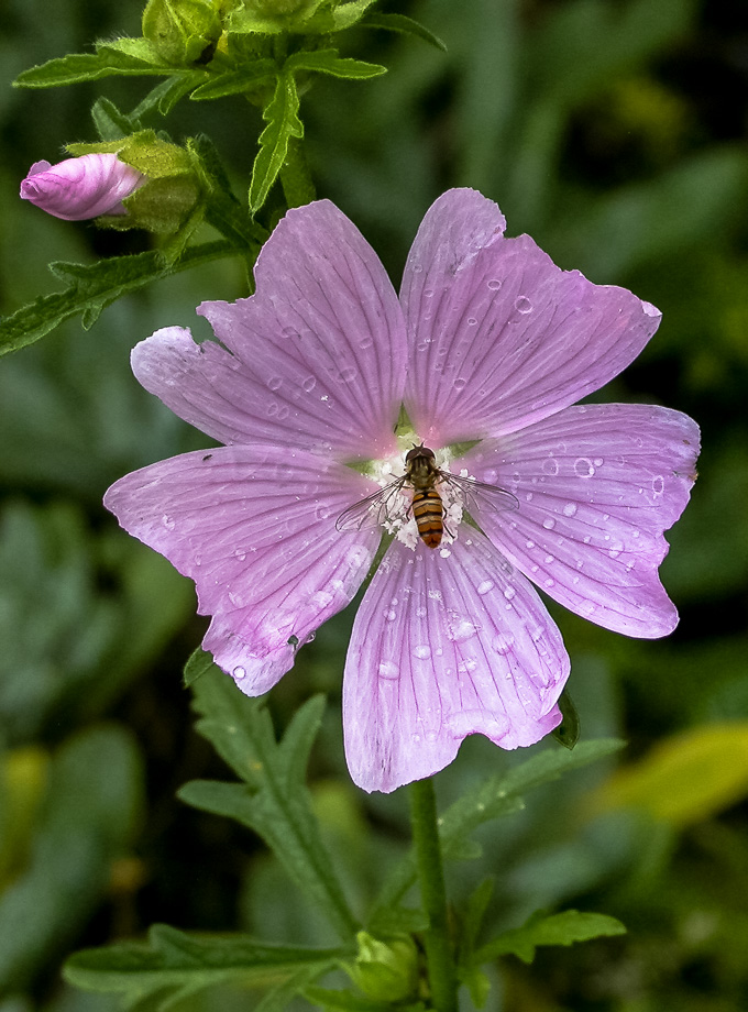 NACH DEM REGEN