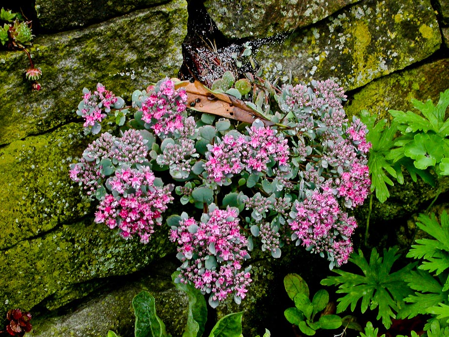 MAUERBLÜMCHEN ...