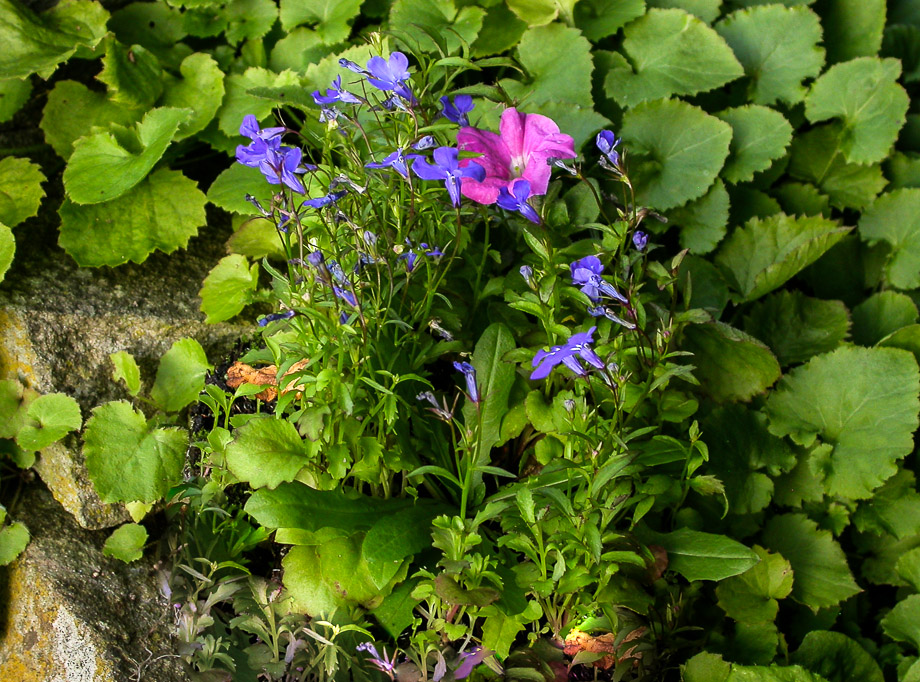 GARTENSPAZIERGANG IM NOVEMBER 6