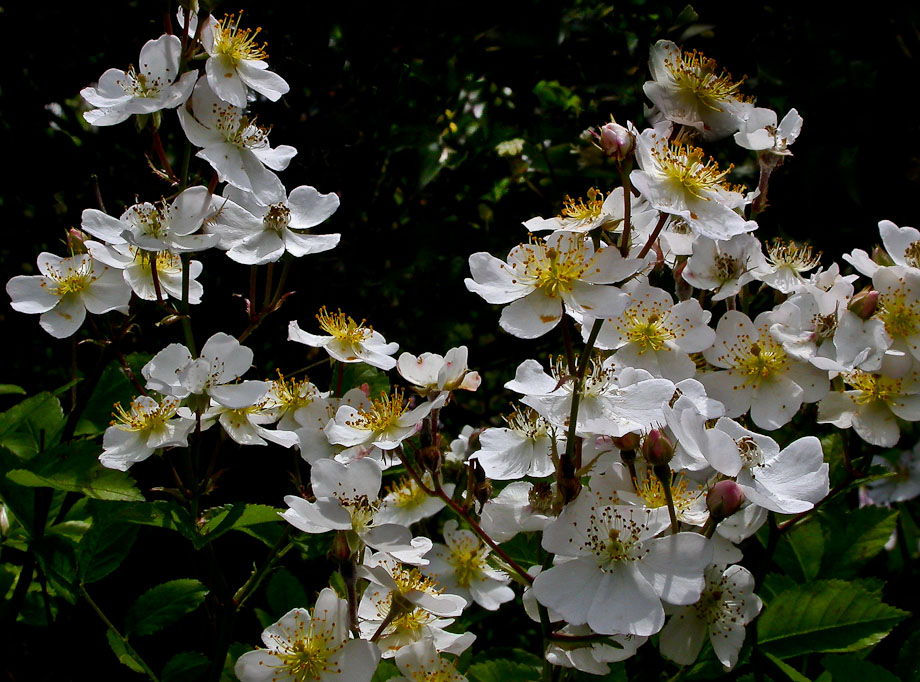 ROSA MULTIFLORA ...