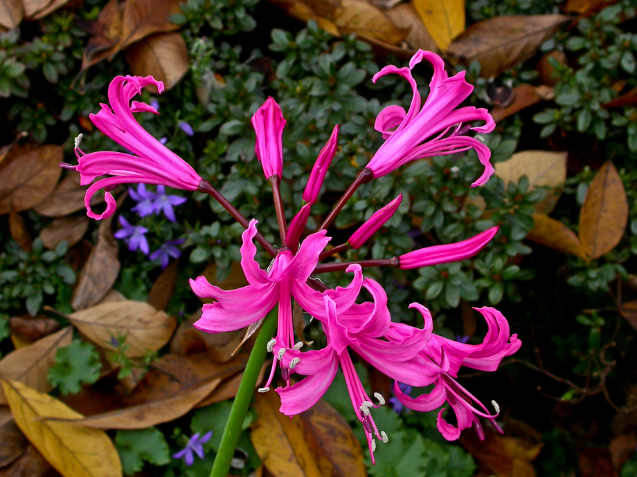 ... NERINE ... EIN SONNTAGSGRUSS