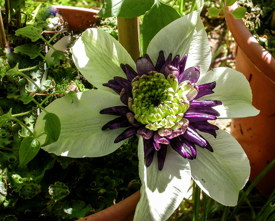 CLEMATIS VIENNETTA