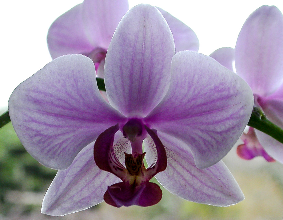 ORCHIDEEN,