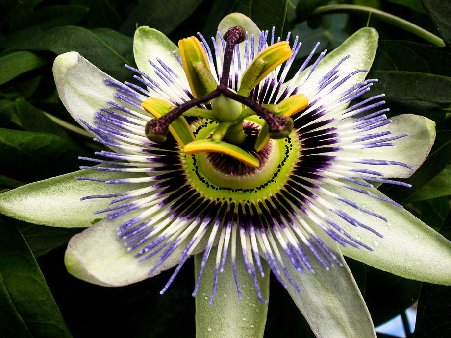 PASSIFLORA