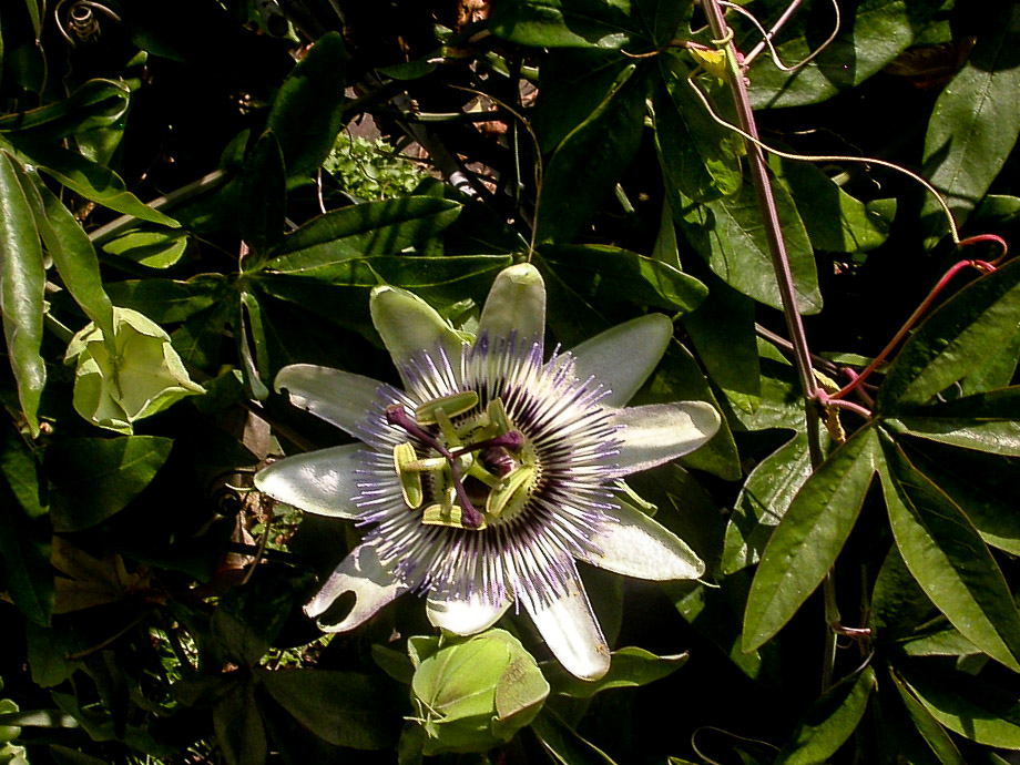 PASSIONSBLUME