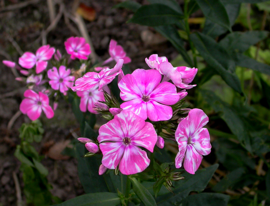 PHLOX