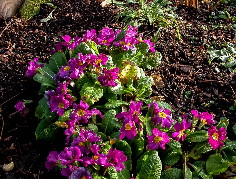 FRÜHLING IM DEZEMBER