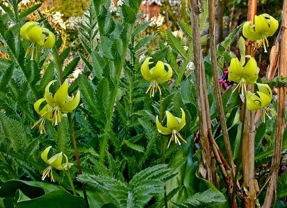 GARTENRUNDGANG 13