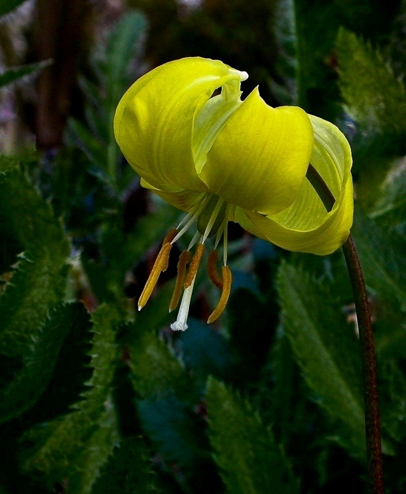 GARTENRUNDGANG 12