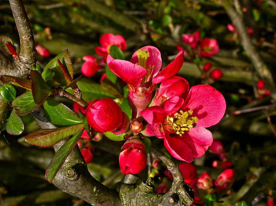 GARTENRUNDGANG 3