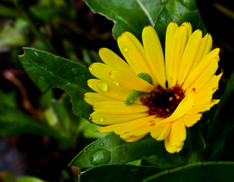 RINGELBLUME mit RAUPE ...