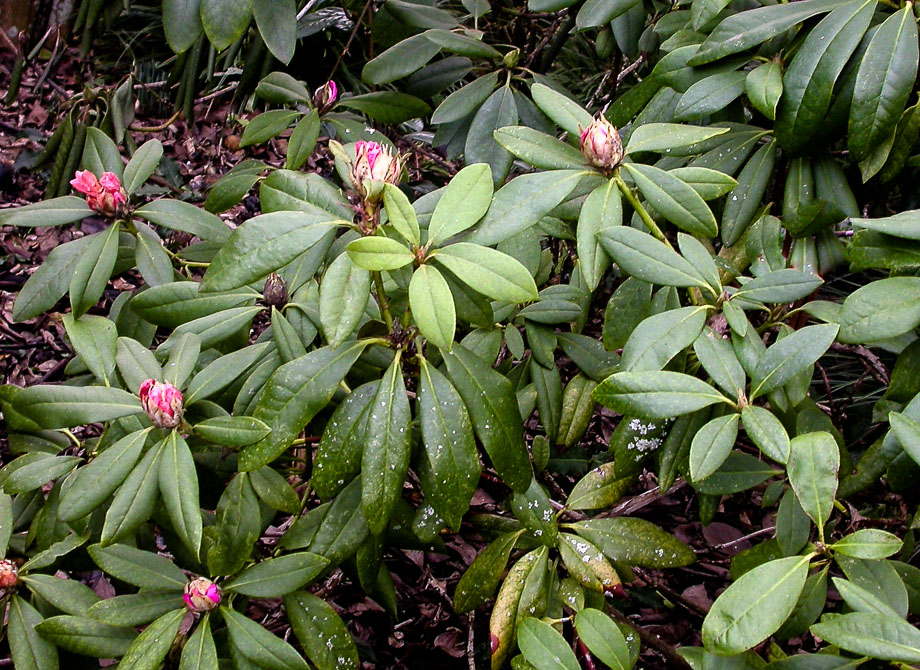 RHODODENDRON