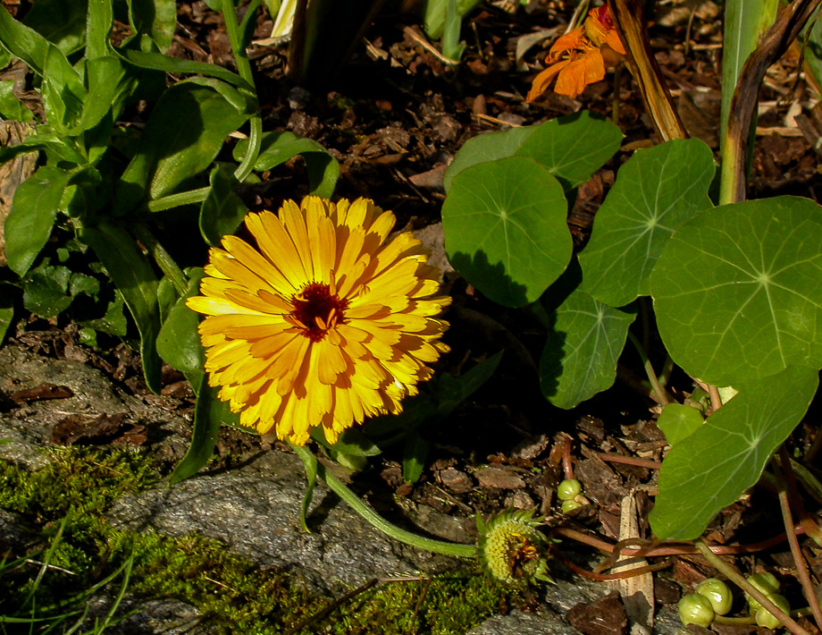 GARTENSPAZIERGANG IM NOVEMBER 1