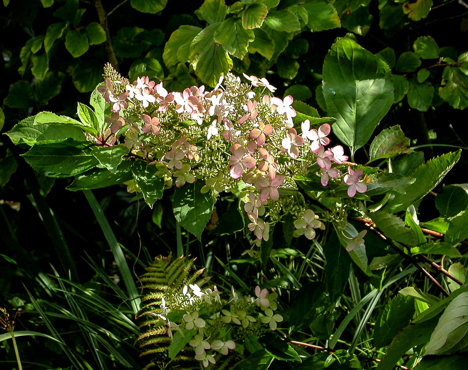 RISPENHORTENSIE