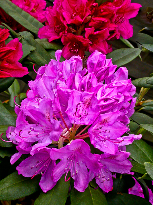 RHODODENDRONBLÜTE ...