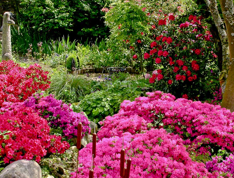 RHODODENDRON und Co.