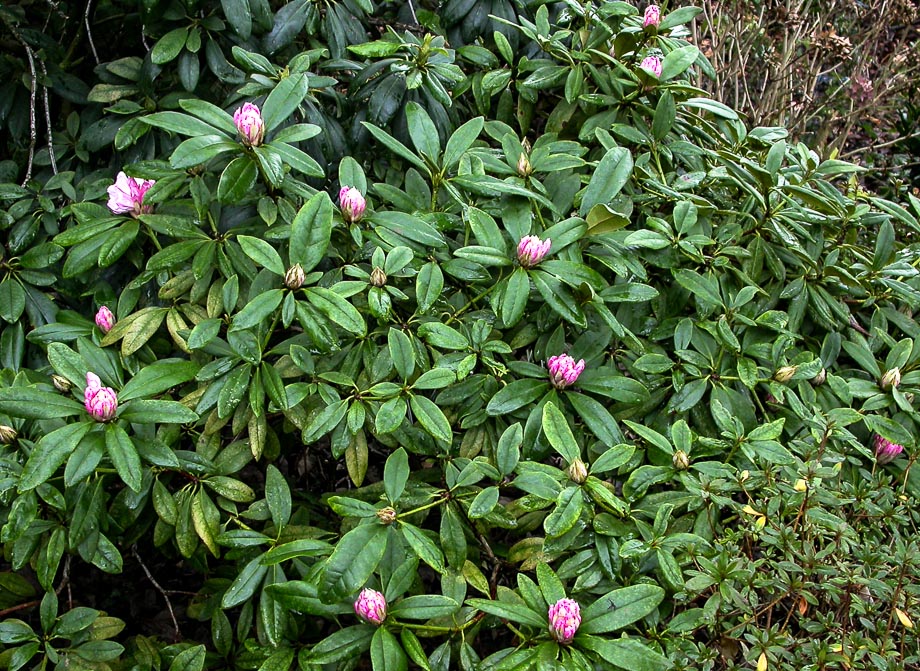 JANUARBLÜTE