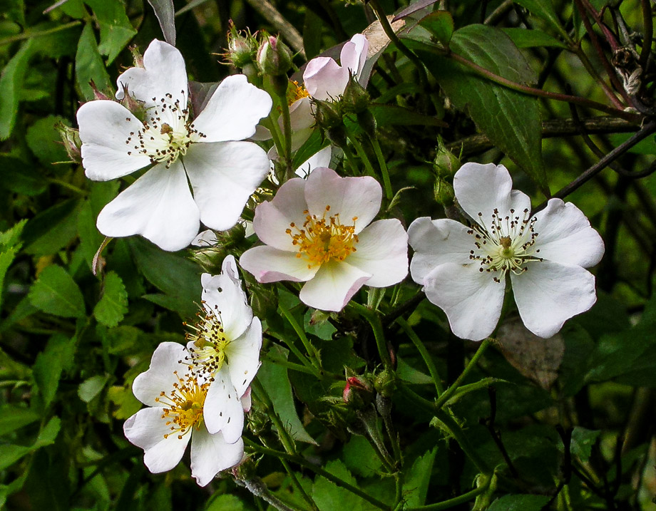 ROSA  MULTIFLORA ...