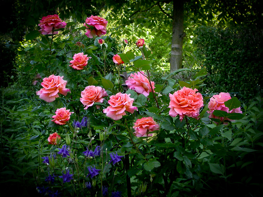 EIN  ROSENBOUQUET